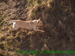 Hundetræning forår 2016